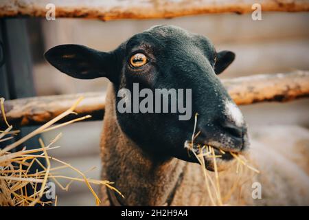 Portrait d'un joli mouton aux yeux jaunes, qui est heureux de manger du foin sec dans un enclos d'une ferme.Agriculture et alimentation du bétail. Banque D'Images