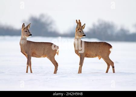 Cerf de Virginie Capranolus capranolus en hiver sur la neige. Banque D'Images