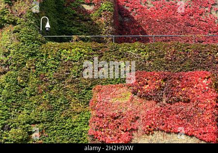 Londres, Angleterre, Royaume-Uni.Virginia Creeper (Parthenocissus quinquefolia) sur le mur de la Citadelle d'Amirauté dans la parade des gardes à cheval.Changement de couleur de Banque D'Images