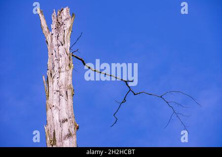 Arbre mort avec une branche atteignant dans le ciel bleu et regardant comme un coup de tonnerre. Banque D'Images