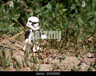 Chernihiv, Ukraine, 13 juillet 2021.Une promenade impériale de stormtrooper parmi les plantes, une figurine en plastique.Rédactionnel. Banque D'Images