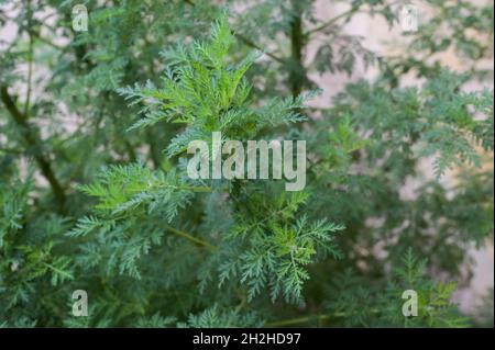 SÉNÉGAL, monastère bénédictin Keur Moussa, potager, plante Artemisia, l'ingrédient Artemisinin devrait aider contre le paludisme / Sénégal, Benediktinerkloster Keur Moussa, Heilkräutergarten, Heilpflanze Artemisia ist eine Pflanzengattung in der Familie der Korbblüller (Asteraceae).Einzelne Arten werden Beifuß, Wermut, Stabwurz oder Edelraute genannt, der Wirkstoff Artemisinin soll gegen Malaria wirken Banque D'Images