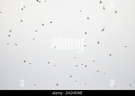 Des troupeaux de Redwing (Turdus iliacus) survolant ayant été arrivés de l'autre côté de la mer du Nord Strumpshaw Fen Norfolk GB UK octobre 2021 Banque D'Images