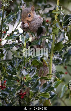 Écureuil gris (Sciurus carolinensis) manger des baies de houx Norwich Norfolk UK GB octobre 2021 Banque D'Images