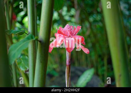 Tahiti, Polynésie française : gros plan d'une torche fleur de gingembre (etlingera elatior) Banque D'Images