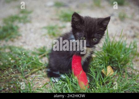 Chaton blessé à la jambe en plâtre rouge, jouant dans une herbe.Concept de santé animale Banque D'Images