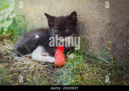 Chaton blessé à la jambe en plâtre rouge.Concept de santé animale Banque D'Images