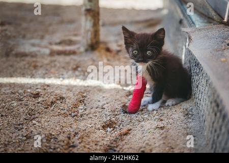 Chaton blessé à la jambe en plâtre rouge.Concept de santé animale Banque D'Images