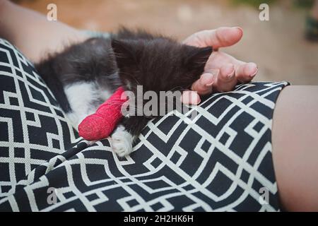 Chaton blessé à la jambe en plâtre rouge coulés dormant sur la main de la femme Banque D'Images