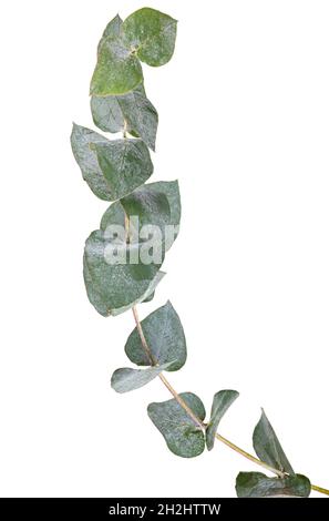 Branche d'eucalyptus isolée sur fond blanc. Masque Banque D'Images