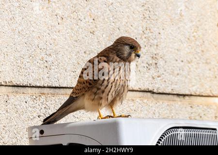 Kestrel commun (Falco tinnunculus) perché sur un climatiseur Banque D'Images