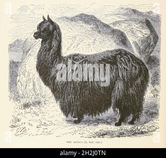 L'alpaga (lama pacos) est une espèce de mammifère camélide d'Amérique du Sud.Extrait du livre « Royal Natural History » Volume 2 édité par Richard Lydekker, publié à Londres par Frederick Warne & Co en 1893-1894 Banque D'Images