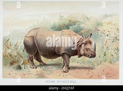 Le rhinocéros indien (Rhinoceros unicornis), également appelé rhinocéros indien, le rhinocéros à cornes plus grandes ou le grand rhinocéros indien, est une espèce de rhinocéros indigène du sous-continent indien.Extrait du livre « Royal Natural History » Volume 2 édité par Richard Lydekker, publié à Londres par Frederick Warne & Co en 1893-1894 Banque D'Images