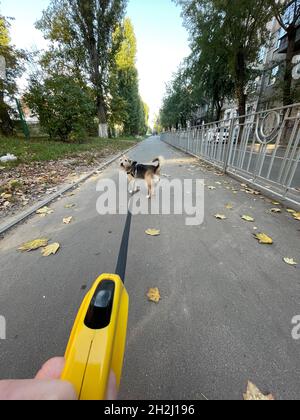 Adorable chien moelleux en plein air en automne Banque D'Images