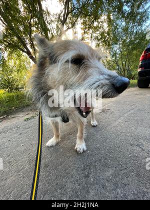 Photo verticale d'un chien mignon et drôle qui baille à l'extérieur Banque D'Images
