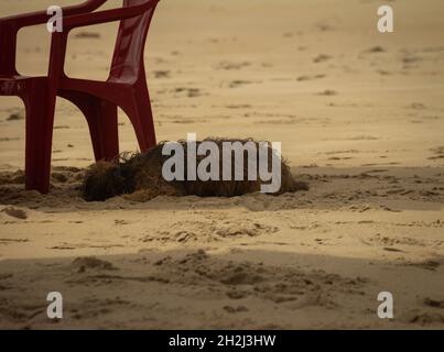 Magnifique chien abandonné sur la plage à côté d'une chaise rouge.Abus d'animaux en vacances.Abandon d'animaux de compagnie. Banque D'Images