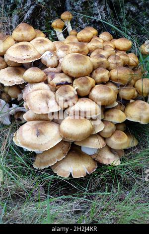 Champignons au miel, champignons saumoneux (Armillaria), automne, E USA, par James D Coppinger/Dembinsky photo Assoc Banque D'Images