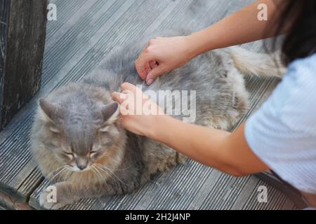 Mains de femme à la recherche de puces de chat. Santé et soins au sujet des animaux domestiques. Banque D'Images