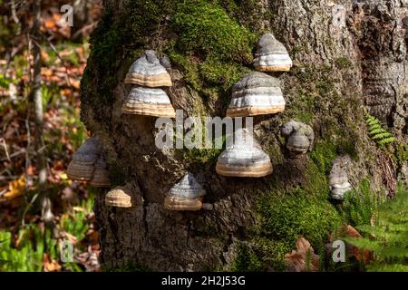 Champignon de l'urine (Fomes fomentarius), poussant sur un arbre mort, E USA, par James D Coppinger/Dembinsky photo Assoc Banque D'Images