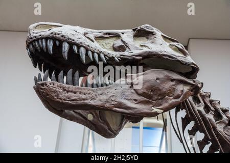 Belle vue rapprochée d'un crâne de rex de Tyrannosaurus exposé au musée Senckenberg de Francfort-sur-le-main, en Allemagne.Comme d'autres diapsides, Tyrannosaurus... Banque D'Images