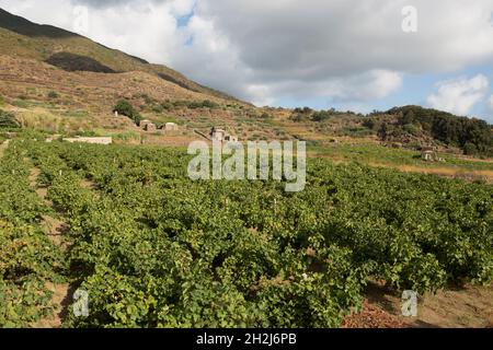 Vignobles dans la vallée de la plaine de Ghirlanda à Pantelleria Banque D'Images