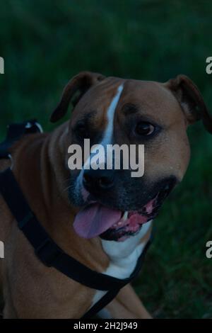 Gros plan vertical de l'American Staffordshire Terrier en plein air.Burnham, North Lincolnshire, Angleterre. Banque D'Images