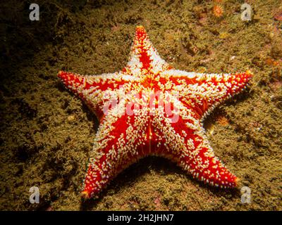 L'Hippasteria phrygiana est une espèce d'étoiles de mer, alias étoiles de mer, appartenant à la famille des Goniasteridae.Photo des îles Weather, mer de Skagerrak, Suède Banque D'Images