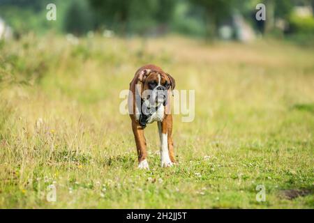 Chien Boxer brun noir blanc avec harnais debout dans l'herbe regardant le photographe entoure avec un premier plan et un arrière-plan flou Banque D'Images
