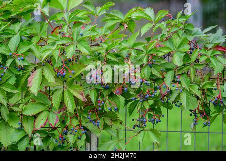 Arrière-plan avec beaucoup de grandes feuilles vertes et baies bleues de Parthenocissus quinquefolia plante, connue sous le nom de Virginia rampante, cinq feuilles de lierre ou cinq-nageoires Banque D'Images