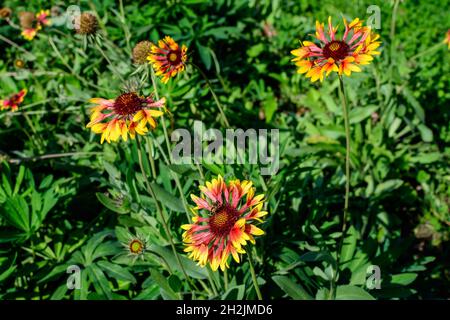 De nombreuses fleurs Gaillardia vives, jaunes et rouges, connues sous le nom de fleurs blanchet, et des feuilles vertes floues en douceur, dans un jardin en été ensoleillé Banque D'Images