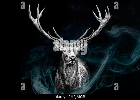 Portrait d'un cerf mâle avec des bois en noir et blanc sur fond noir Banque D'Images