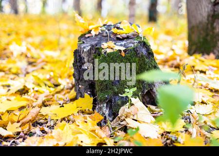vieux arbre de mousse en défrichement recouvert de feuilles d'érable jaune dans la forêt d'automne du parc de la ville le jour d'automne ensoleillé Banque D'Images