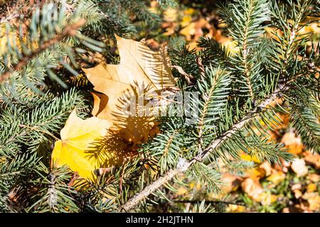 les feuilles d'érable tombées entre les aiguilles de la branche de l'épinette se ferment le jour ensoleillé de l'automne Banque D'Images