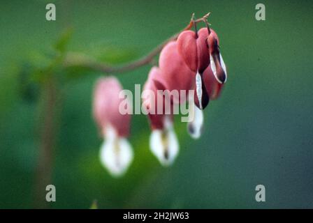 Lamprocapnos spectabilis saignement du cœur, Banque D'Images