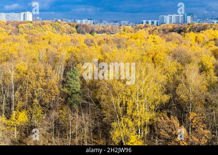 parc urbain jaune luxuriant éclairé par le soleil, bâtiments modernes à l'horizon et nuages pluvieux bleus dans le ciel le jour d'automne avant la pluie Banque D'Images