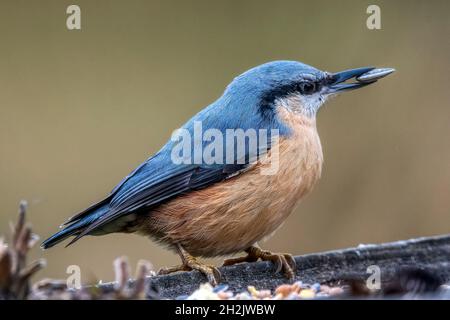 Un nuthatch eurasien, Sitta europaea, prenant une graine de tournesol d'une table d'oiseaux de jardin. Banque D'Images