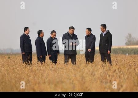 (211022) -- JINAN, 22 octobre 2021 (Xinhua) -- le président chinois Xi Jinping, également secrétaire général du Comité central du Parti communiste de Chine et président de la Commission militaire centrale,Vérifie la croissance du soja lors d'une visite de la zone agricole de démonstration industrielle de haute technologie du delta de la rivière jaune, dans la ville de Dongying, dans la province de Shandong, en Chine orientale, le 21 octobre 2021.Après la visite, Xi a présidé vendredi un symposium sur la protection écologique et le développement de haute qualité du bassin de la rivière jaune à Jinan, dans la province de Shandong, en Chine orientale.(Xinhua/Wang Ye) Banque D'Images