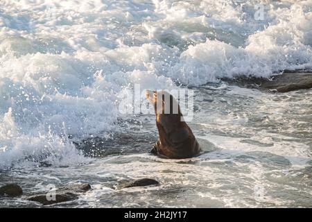 Un lion de mer de Californie mâle part dans les vagues à la Jolla Cove le 15 juin 2021 à la Jolla, en Californie. Banque D'Images