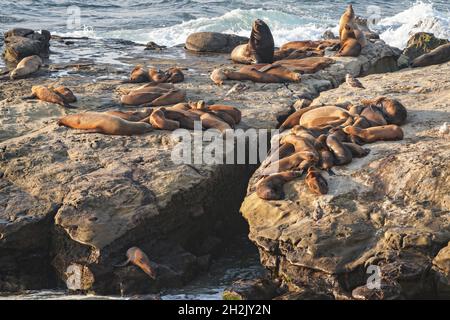 Les lions de mer de Californie et leurs petits bronzer sur le rivage rocheux d'une grande colonie de poissons rouges à la Jolla Cove le 15 juin 2021 à la Jolla, en Californie. Banque D'Images