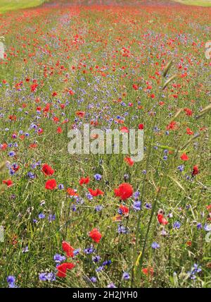 Coquelicots et pâquerettes rouges pendant la floraison estivale de Castelluccio di Norcia dans la campagne italienne Banque D'Images