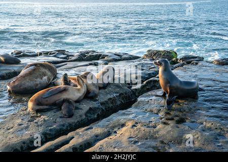 Les lions de mer de Californie entourés de touristes sur les rochers à la pointe de la pêche à la Jolla Cove le 15 juin 2021 à la Jolla, en Californie. Banque D'Images