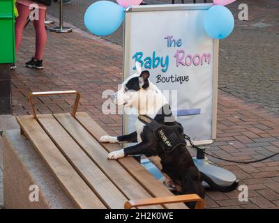 21.10.21 Ormskirk, Lancashire, Royaume-Uni.Chien noir et blanc style Staffie sur ses jambes arrière avec ses pattes avant sur un banc à la recherche de son propriétaire Banque D'Images