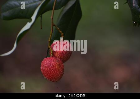 Photographie de fruits Lichi Banque D'Images