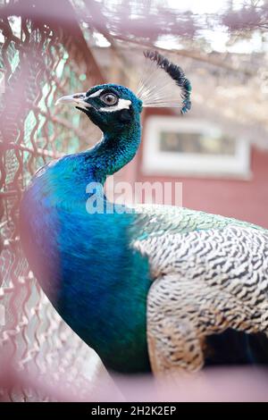 Magnifique oiseau de paon donnant sur les barres de cage du zoo Banque D'Images