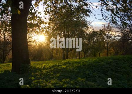 Le soleil se couche sur le jardin naturel, paysage avec des pommiers Banque D'Images