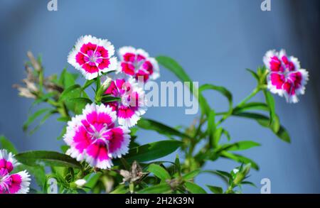 Dianthus chinensis Banque D'Images