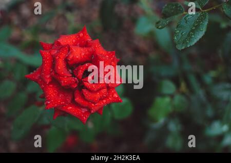 Une rose rouge en gouttes de pluie sur un fond sombre de feuilles vertes, espace de copie Banque D'Images