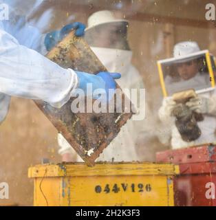 Apiculteur montrant les abeilles d'un nid d'abeilles à l'intérieur de l'apilier.En arrière-plan un autre beekeeper a Banque D'Images