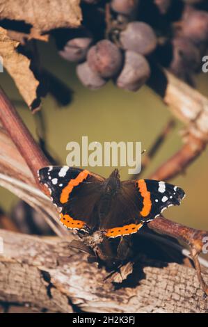 Vanessa atalanta, papillon amiral rouge sur un bouquet de raisins secs Banque D'Images