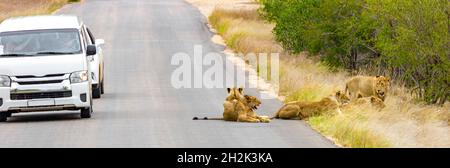 Les Lions se détendent dans la rue à côté des voitures dans le parc national Kruger en Afrique du Sud lors d'un safari à Mpumalanga. Banque D'Images